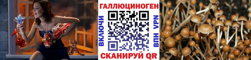 Псилоцибиновые грибы Psilocybe  наркота  Калининец 